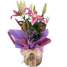 Imagem de vaso de lírio 