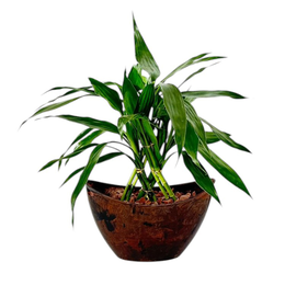 Imagem de Canoa da Fortuna