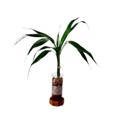 Bambu Essência