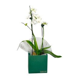 Imagem de Orquídea Encanto Mini