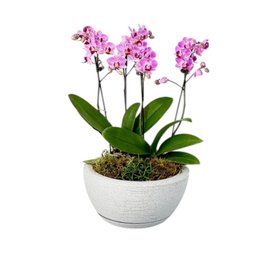 Imagem de Jardim De Orquídeas Baby 