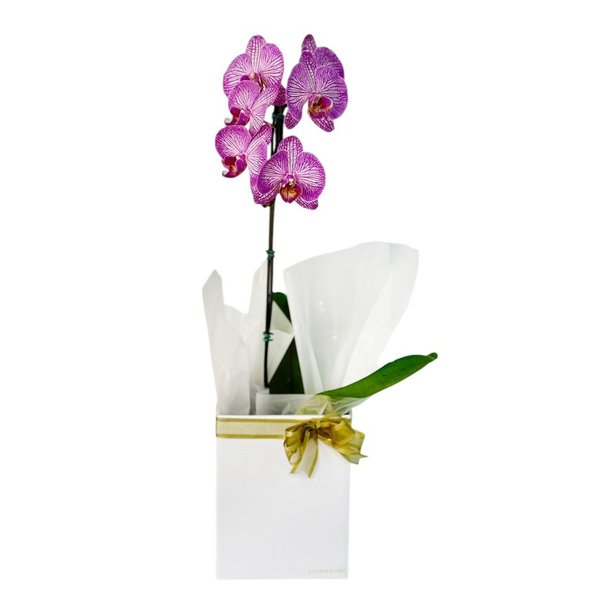 Orquídea na Caixa
