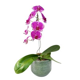 Imagem de Raiz Nobre, Orquídea no Vaso Cerâmico