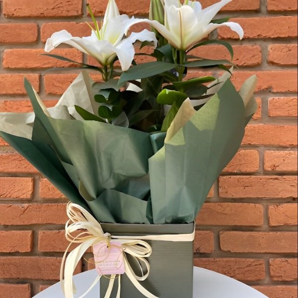 Lírio Plantado 