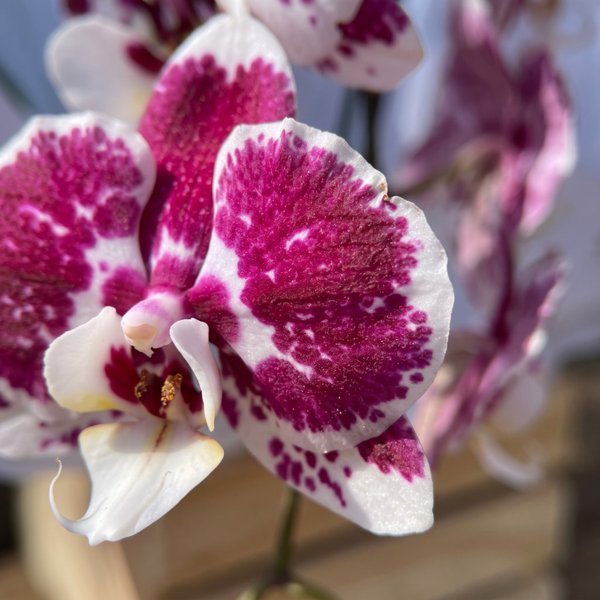Orquídea Cascata