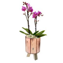 Imagem de Mini Orquídea em Madeira