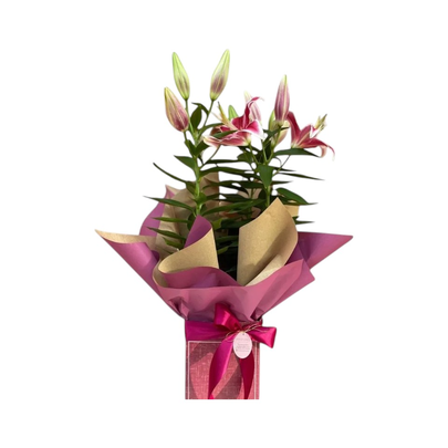 Lírio Plantado Rosa