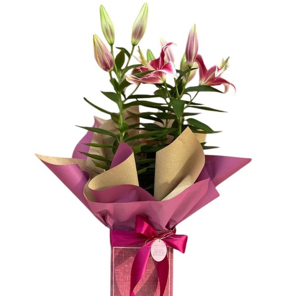 Lírio Plantado Rosa
