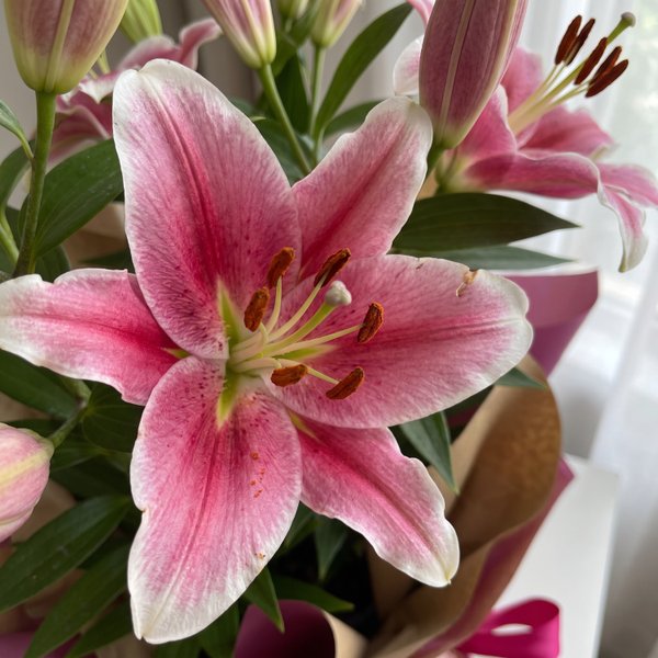 Lírio Plantado Rosa