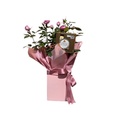 Roseira & Ferrero Rocher 4un