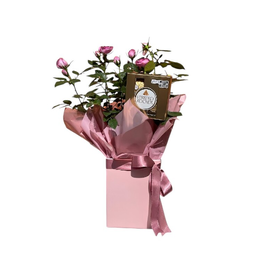 Imagem de Roseira & Ferrero Rocher 4un
