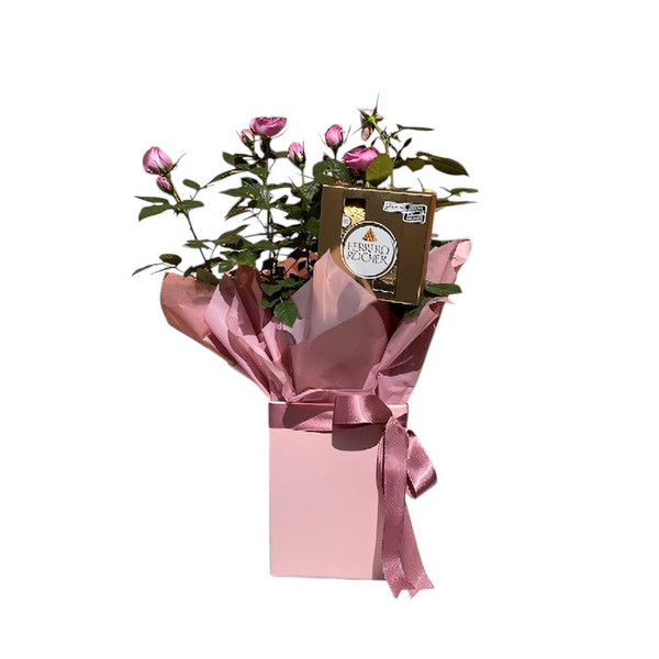 Roseira & Ferrero Rocher 4un