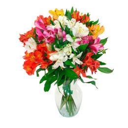 Imagem de  Astromélias Coloridas