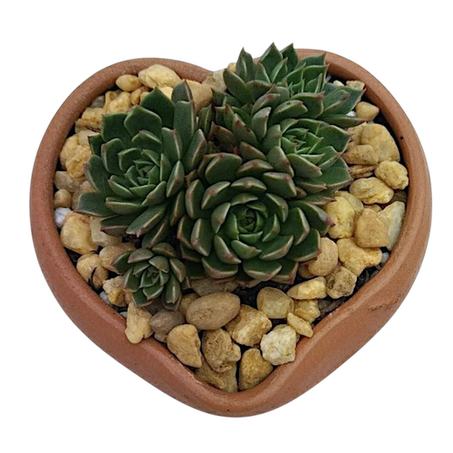 Mini arranjo de suculenta coração