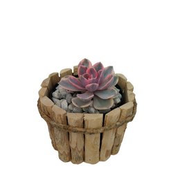 Imagem de Arranjo de Suculentas no cachepot de madeira