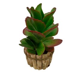 Imagem de Arranjo com Suculenta 