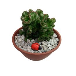 Imagem de Arranjo de Cacto Cristata