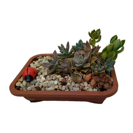 Imagem de Jardim de suculentas variadas com Joaninha