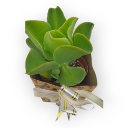 Imagem de Presente Suculenta 