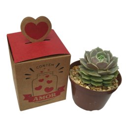 Imagem de Surpresa com Suculenta