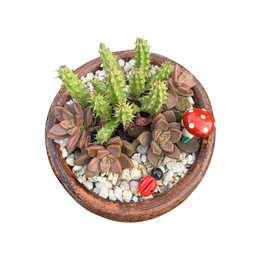 Imagem de Presente com Suculentas