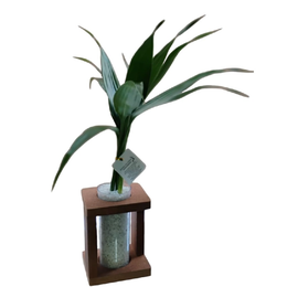 Imagem de Bambu da Sorte 3 hastes