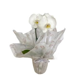 Imagem de Vaso de Orquídea Phalaenopsis Branca