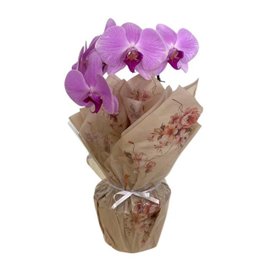Imagem de Vaso de Orquídea Phalaenopsis Lilás