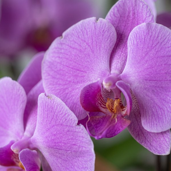 Vaso de Orquídea Phalaenopsis Lilás