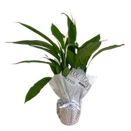 Imagem de Vaso de Lírio da Paz