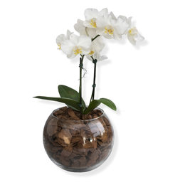 Imagem de Terrário de Vidro de Mini Orquídea Phalaenopsis Branca