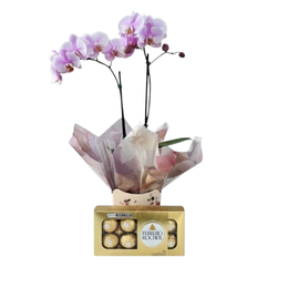 Imagem de Orquídea Phalaenopsis Branca com Ferrero Rocher (8 un)