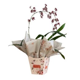 Imagem de Vaso de Orquídea Chocolate no Cachepô