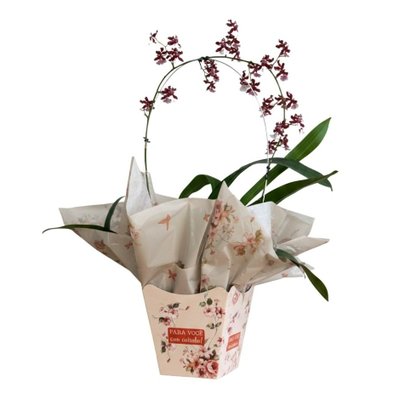 Vaso de Orquídea Chocolate no Cachepô