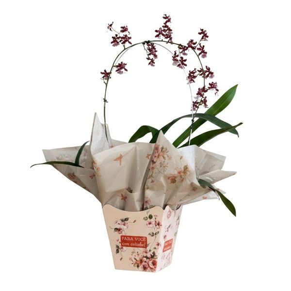 Vaso de Orquídea Chocolate no Cachepô