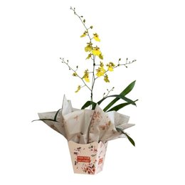 Imagem de Vaso de Orquídea Chuva de Ouro