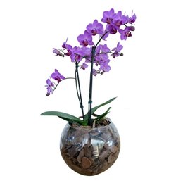 Imagem de Terrário de Vidro de Mini Orquídea Phalaenopsis Pink