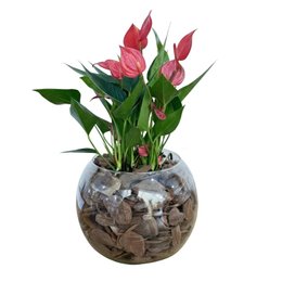 Imagem de Terrário de Vidro de Mini Antúrio