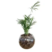 Terrário de Vidro de Mini Palmeira Chamaedorea