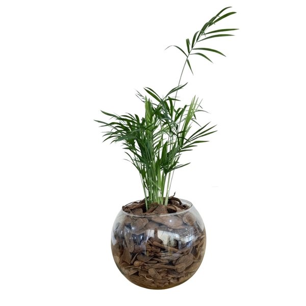 Terrário de Vidro de Mini Palmeira Chamaedorea