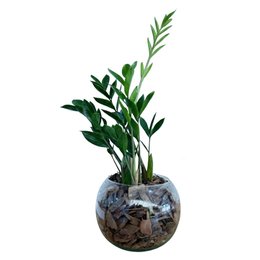 Imagem de Terrário de Vidro de Mini Zamioculca