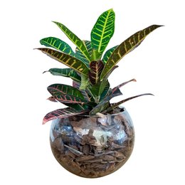 Imagem de Terrário de Vidro de Croton