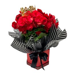 Imagem de Begônia Rainha Vermelha