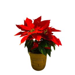 Imagem de Bico de Papagaio P