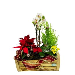 Imagem de Coquetel Mix 3 Cachepô Madeira