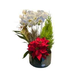 Imagem de Coquetel Mix 1 Vaso de Cerâmica