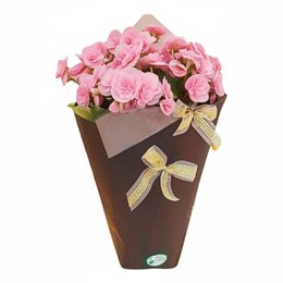 Imagem de Begônia Rosa Cone