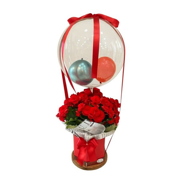 Begônia Vermelha com Balão
