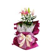 Lírio Rosa Embalado