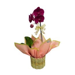 Imagem de Orquídea Rosa Phaleanopsis